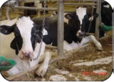 Front view of two cows lying down with their front leg extended into the manger for a more comfortable position