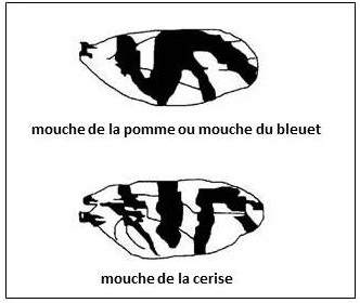 Motifs alaires des autres mouches à fruits (Tephritidés). La trypète des cerises n'a pas l'« entaille » isolée présente sur les ailes de la mouche de la cerise.