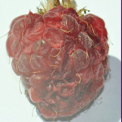 Les framboises sont rapidement endommagées, elles portent des cicatrices et s'affaissent un à deux jours après la ponte des œufs.