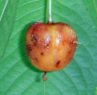 Cerises infestées montrant des piqûres comme des trous d'épingle et des dommages directement sous la peau. On voit ici les larves et les pupes qui sont sorties du fruit.
