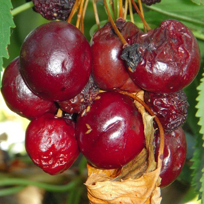 Les fruits laissés sur l'arbre après la cueillette sont souvent très infestés. Notez la présence de pupes sur les grappes de cerises.