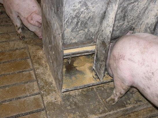 Larger pigs require more shoulder space.