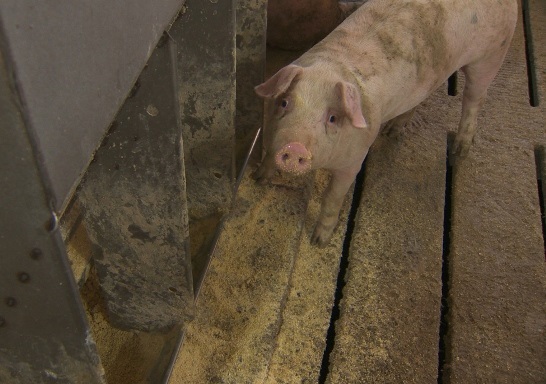 Slatted floors may conceal spilled feed.