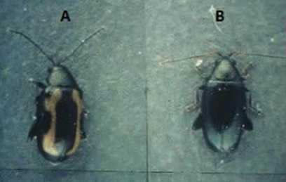 Striped flea beetle and crucifer flea beetle adults.