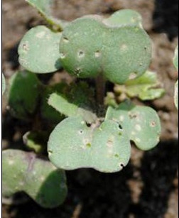 Old and new flea beetle feeding damage on brassica crop cotyledons. Old damaged is ringed with brown, dried leaf tissue. Newer damage has green edges.