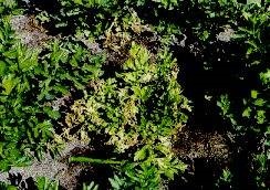 Foliage turns brown and dies at later stages of disease development.