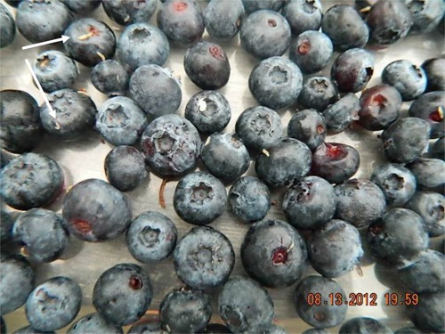 Larve de DAT sortant d'un fruit environ 12 heures après la cueillette; fruit non réfrigéré gardé dans un contenant étanche.