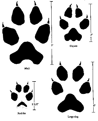 Animal tracks