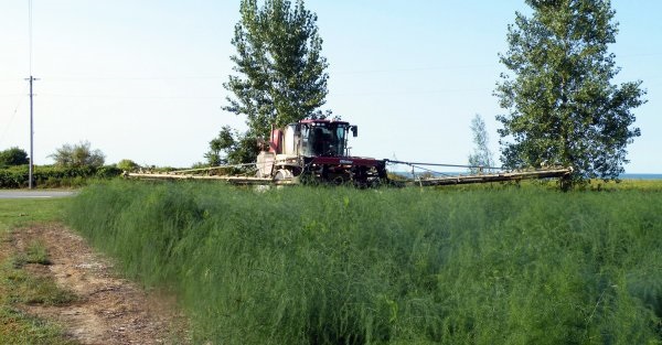 Self-propelled, front-mounted boom sprayer in asparagus in fern.