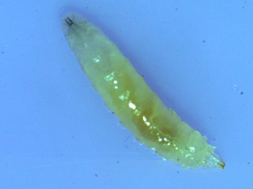 Les larves atteignent jusqu'à 6 mm à maturité, avec des crochets buccaux foncés (à gauche) et des spiracles caudaux de couleur havane pour respirer (à droite). Les spiracles caudaux saillent parfois du fruit infesté.