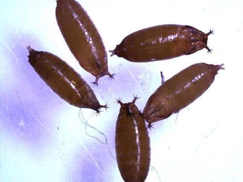 Pupes : 3 mm de longueur, brunes; deux tiges avec d'un côté de minuscules projections comme de petits doigts qui sortent du fruit infesté.