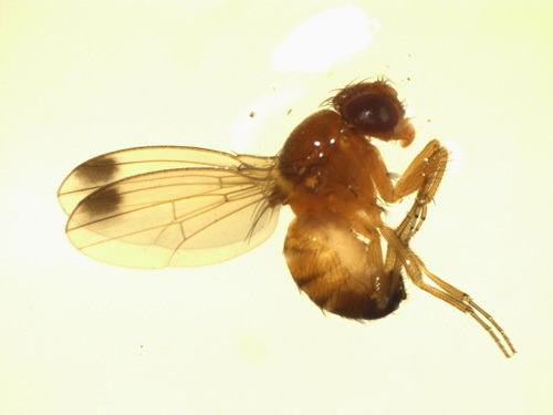 Adult male SWD are small (2-3 mm) light yellow or brown flies. Wings have a single spot close to the tip, and centered around the first wing vein. The antennae are short and stubby. The front feet have dark combs on the first and second segments.