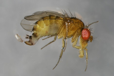 Wings of females lack spots. As with males, the dark bands at the edge of each abdominal segment are unbroken when viewed from above. Note the egg is still attached.