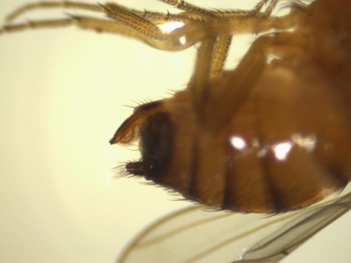 Females have a well-developed saw-like ovipositor. The serrated edge is much darker than the rest of the ovipositor. Note the egg that is still attached.