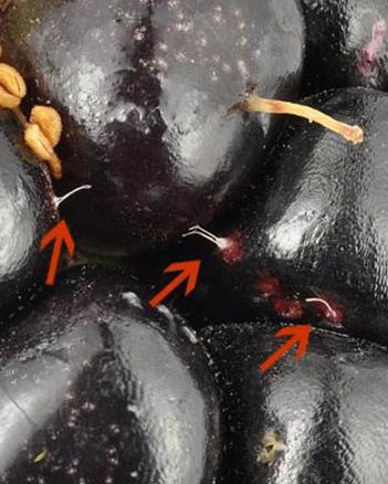 The egg's thread-like breathing tubes protrude from the oviposition puncture and are often visible on the fruit surface.