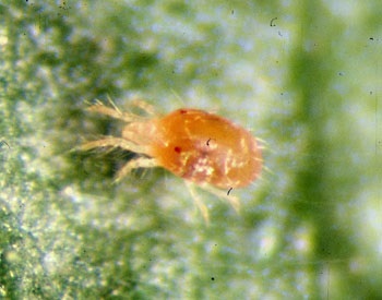 Orange-red diapausing adult female two-spotted spider mite.