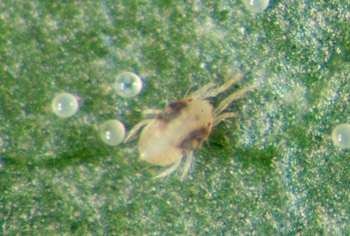 Yellowish-green non-diapausing adult female two-spotted spider mite with recently laid eggs.