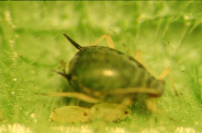 Puceron du cotonnier avec ses cornicules ou protubérances caractéristiques de chaque côté de la partie postérieure de l'abdomen.