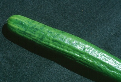 Fruit du concombre infecté au CMV avec une coloration inégale ou des marbrures.