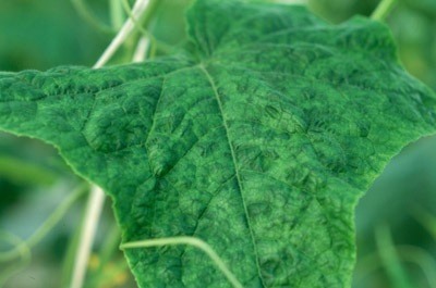 CMV-infected leaf showing mosaic symptoms.