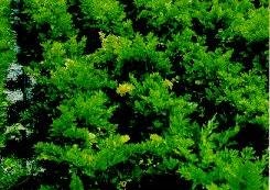 Jaunissement des feuilles externes du céleri par suite d'une infection des racines par Fusarium oxysporum f. sp. apii.