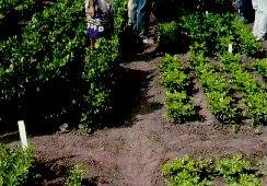 À droite, plants malades affectés d'un nanisme extrême. Comparer aux plants résistants, à gauche.