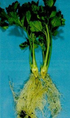 Coupe verticale au centre d'un plant : coloration anormale, brun rougeâtre, du centre d'un collet malade.