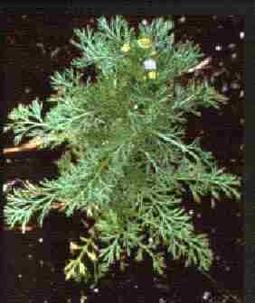 Matricaire odorante.