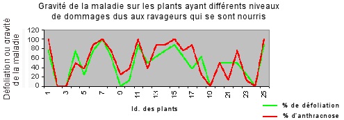 Relation entre les espèces de chrysomèles et l'anthracnose dans le millepertuis.