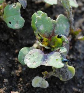 Altise des crucifères sur le cotylédon d'une brassicacée.