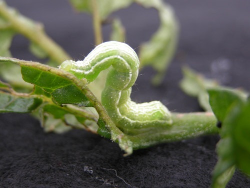 Mature cabbage looper on tomato leaf.