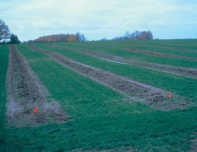 La couverture herbacée du verger peut être semée dans l'année précédant la plantation des arbres. Pour créer les bandes dénudées où l'on plantera les arbres, on se sert d'un herbicide de contact.