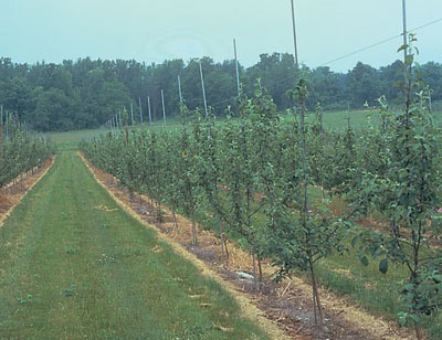 Le maintien de bandes dénudées un peu plus larges que la limite du feuillage protégera les pommiers de la concurrence exercée par les mauvaises herbes.