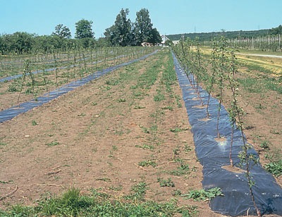L'installation d'une pellicule plastique au moment de la plantation des arbres permettra d'étouffer les mauvaises herbes, de retenir l'humidité du sol et de réchauffer celui-ci.