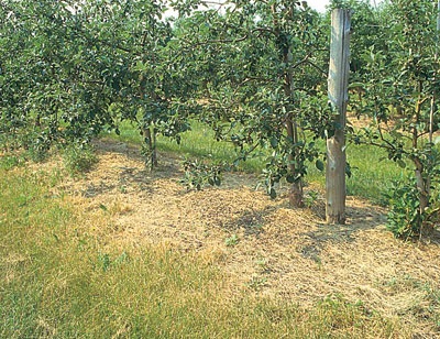 On peut obtenir un paillis efficace et bon marché en projetant sous les arbres, à l'aide d'une tondeuse modifiée, l'herbe tondue dans les allées centrales contiguës du verger.