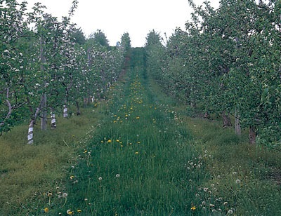 La concurrence des mauvaises herbes tôt dans la saison végétative prive les arbres des éléments nutritifs répandus sur le sol (noter la présence de stellaires moyennes et de bourse-à-pasteur sous les arbres à une période où ceux-ci sont particulièrement sensibles aux mauvaises herbes).