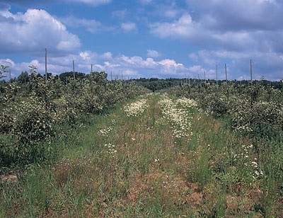 Un engazonnement inadéquat du sol entre les rangées d'arbres est à l'origine d'une invasion précoce des mauvaises herbes dans cette nouvelle plantation.