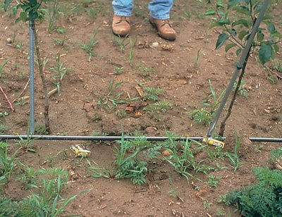 Les mauvaises herbes qui ont survécu aux efforts de désherbage tôt dans l'année de plantation viennent en concurrence avec les jeunes arbres pour l'eau et les éléments nutritifs. Un supplément d'eau (on voit ici le tuyau d'irrigation) permettra aux arbres de mieux tolérer la concurrence des mauvaises herbes.