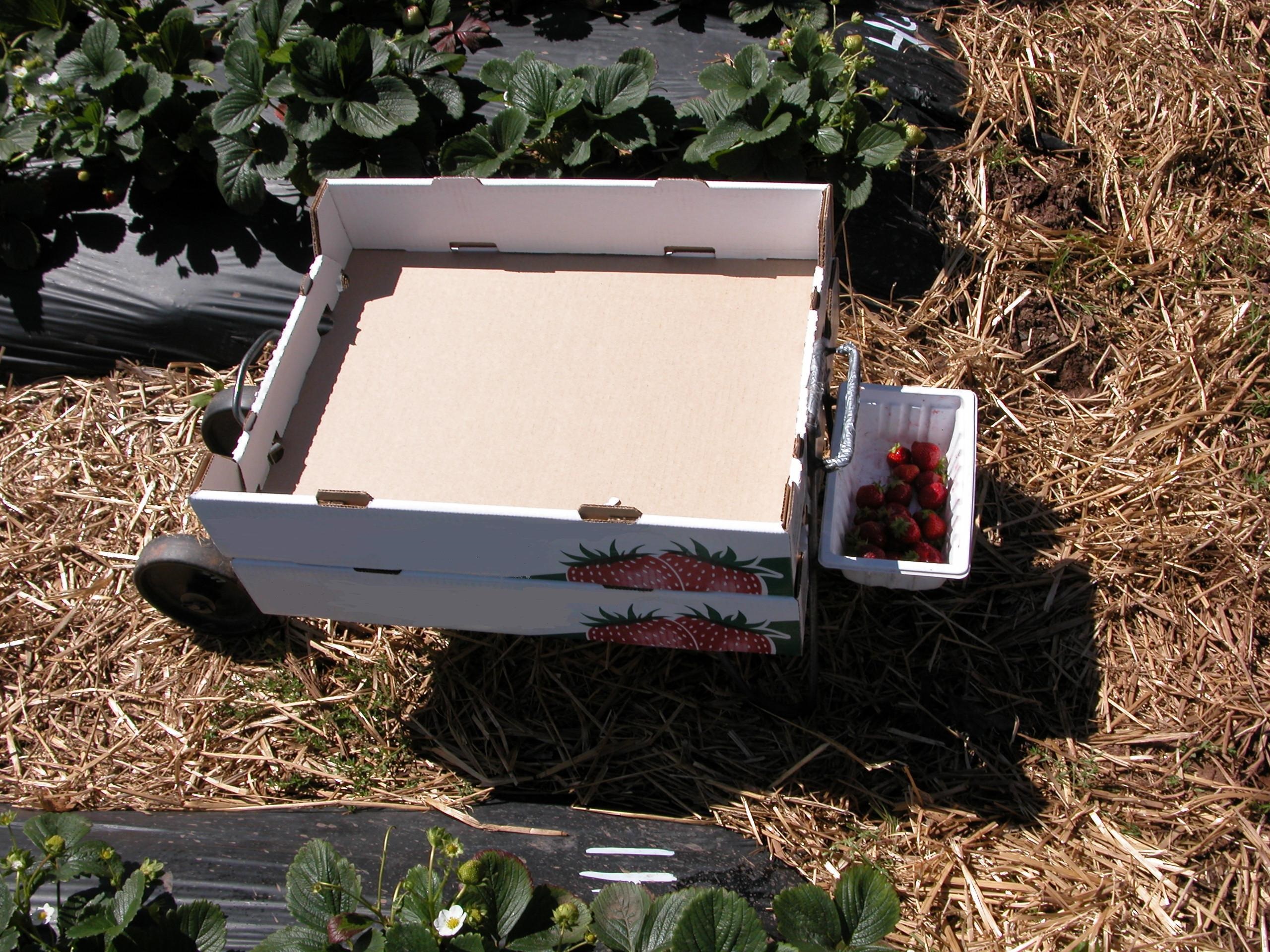 This harvest cart has a small basket for unmarketable fruit.