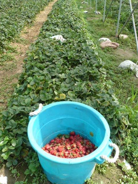 Remove unmarketable fruit from the field.