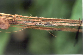 Black, hardy sclerotia of Botrytis cinerea embedded within tissue of tomato stem.