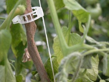 Botrytis cinerea sporulating on infected tomato stem.