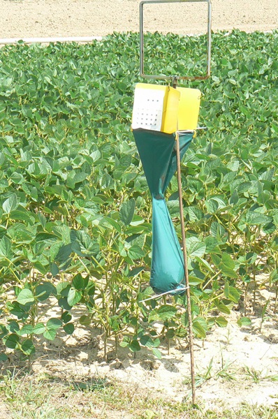 Japanese beetle trap.