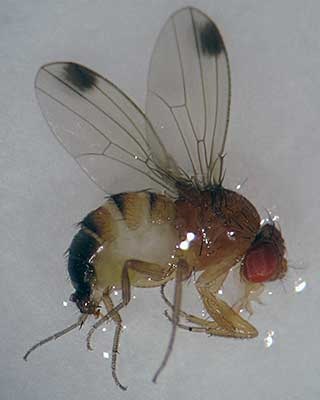Spotted wing drosophila