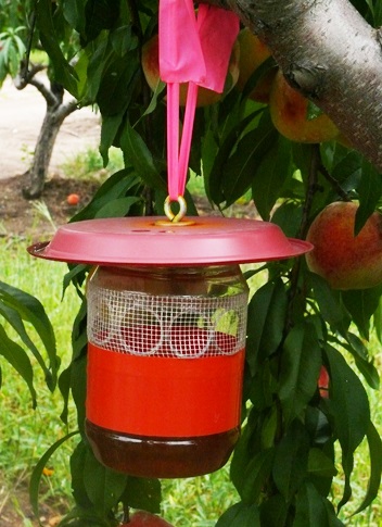Home-made SWD trap used in Ontario with screened holes (Mesh openings approximately 3 mm). Red tape has been added to increase the attractiveness.