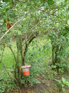 Trap hanging from stake in blueberry row.