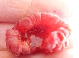 Juicy raspberry fruit.