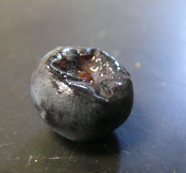 SWD damage to blueberry showing soft spot on one side.