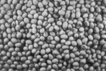 Fèves de soya exemptes de toute contamination par la morelle.