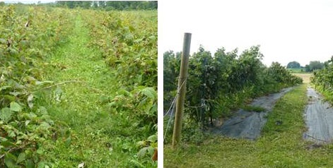 Crop management can affect spotted wing drosophila damage. Although total yields might be higher in the planting on the left, spotted wing drosophila will be easier to manage in the field on the right, where trellising is used to facilitate harvest. Landscape fabric as a ground cover can help desiccate fallen fruit.